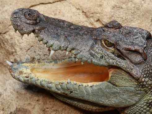 龙：传说的兽原型探秘（鳄类）