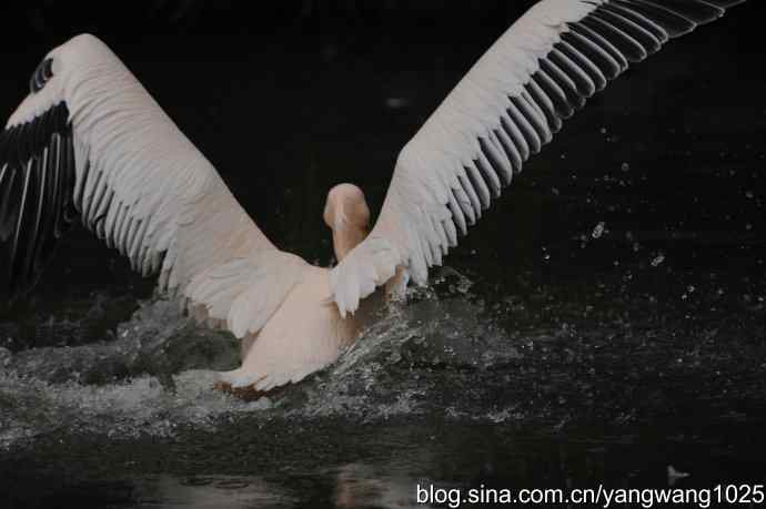 再拍鹈鹕 wbr11 再拍鹈鹕 wbr11