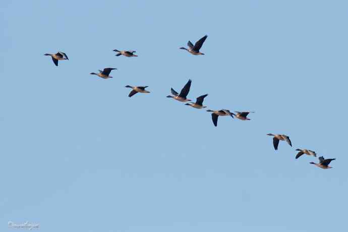 角百灵 wbr野鸭湖的一天