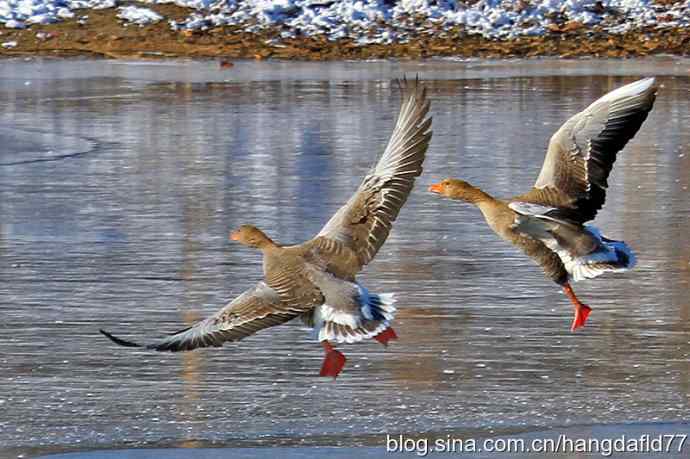 图卢兹鹅——腾空展翅
