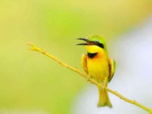 绝色攀禽：佛法僧目之蜂虎3