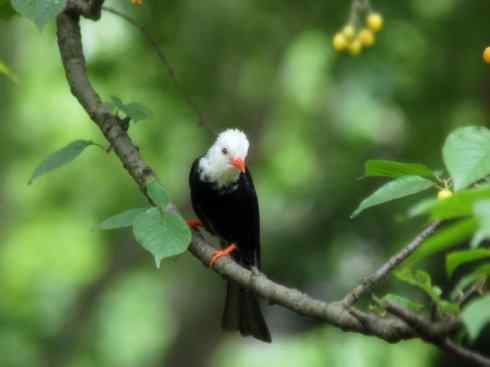 白头鸟系列:另类的美丽(雀鸟鸣禽)