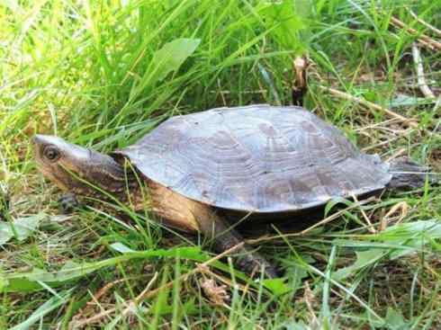 玄武：传说的兽原型探秘（鳄龟）