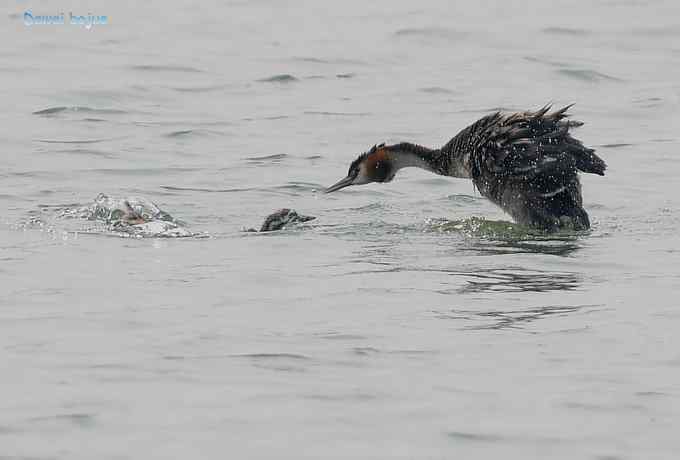 颐和园的凤头 颐和园的凤头