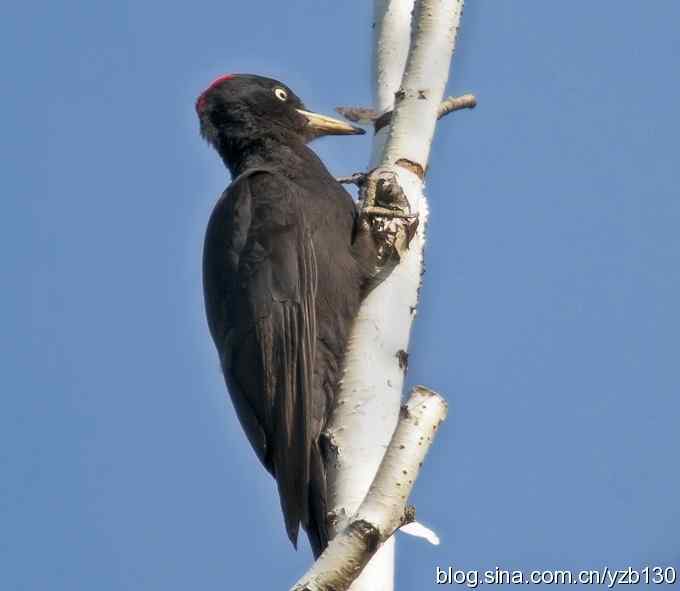 不常见的黑啄木鸟（组图，4张图片）