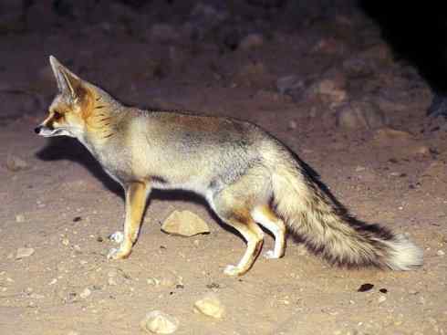 动物世界：山寨还是原创之十五