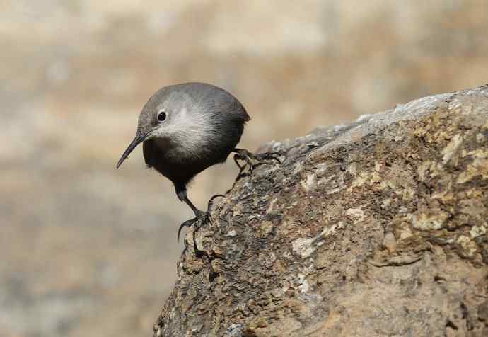 红翅旋壁雀 红翅旋壁雀