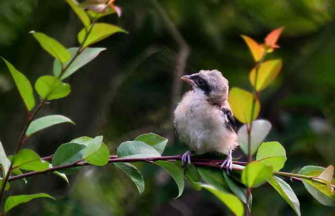 200.伯劳雏鸟上树危机四伏
