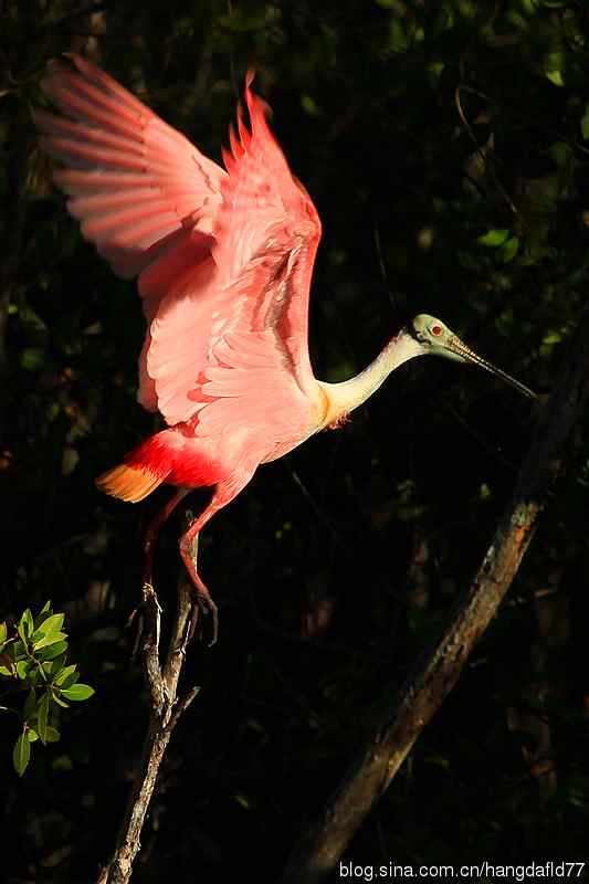 美国鸟类摄影——粉红琵鹭（2）