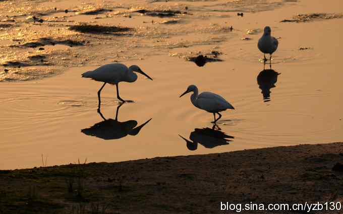 湿地的早晨（组图）