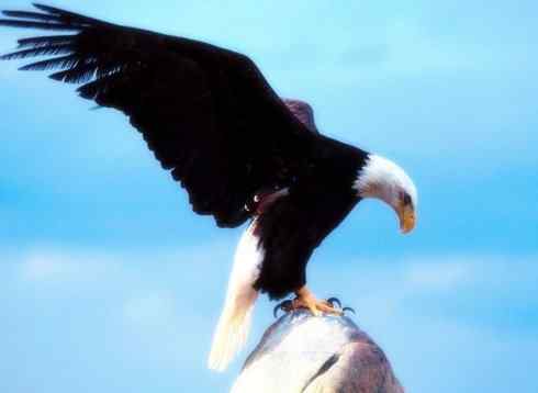 白头鸟系列：另类的美丽（白头海雕）
