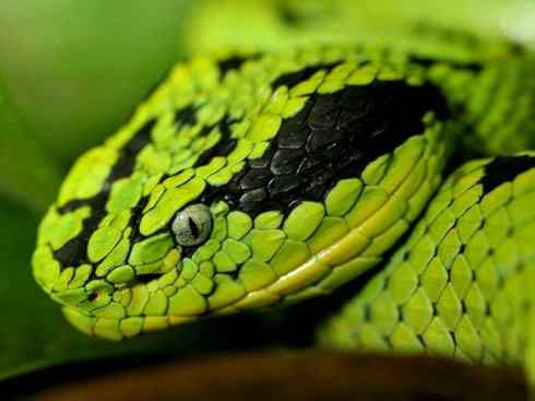 龙：传说的兽原型探秘（响尾蛇类）