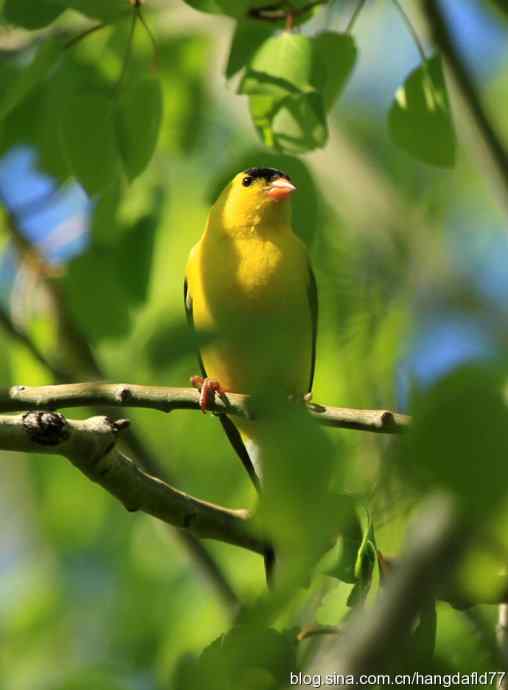 美国鸟类摄影——美洲金翅雀