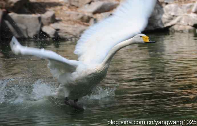 舞（天鹅之舞）