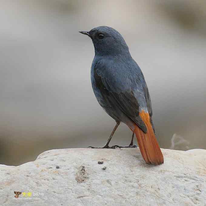 父爱如山：实拍红尾水鸲和它的四个宝宝们