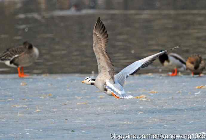 斑头雁(抓拍)11 斑头雁(抓拍)11