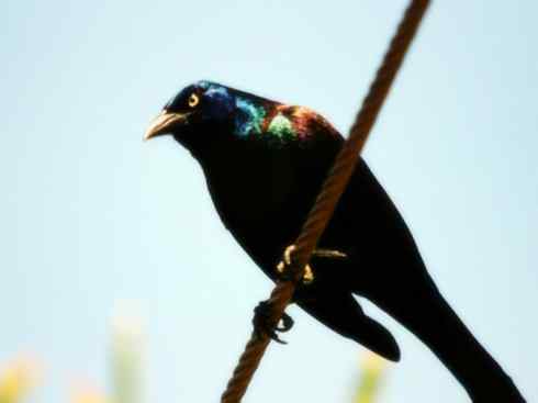 奇特的盔:拟椋鸟 奇特的盔:拟椋鸟