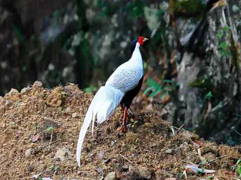 凤凰：传说中的鸟原型探秘（鹇）