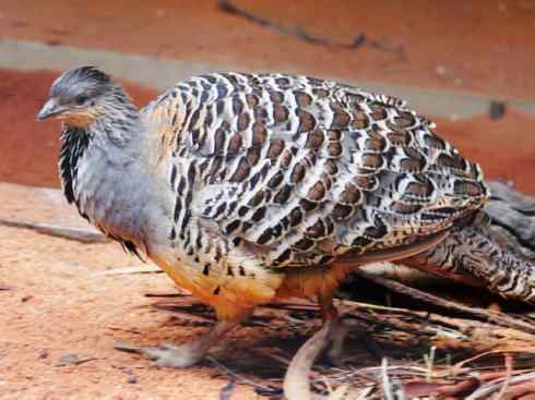 凤凰：传说中的鸟原型探秘（孔雀雉）