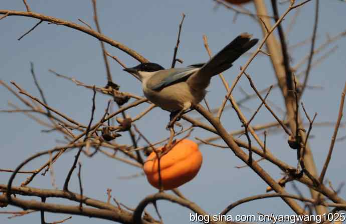 谁爱吃柿子？（喜鹊）