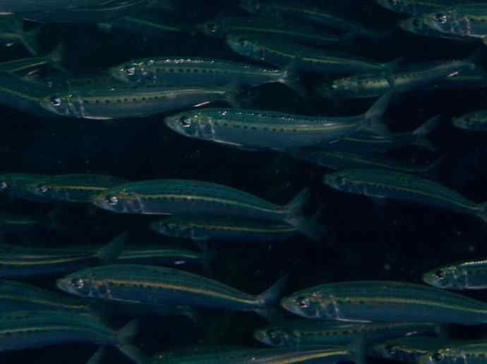 鱼类活化石：虱目鱼