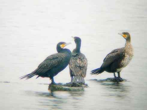 家禽驯化之源之四(原鸽、岩鸽、鸬鹚)