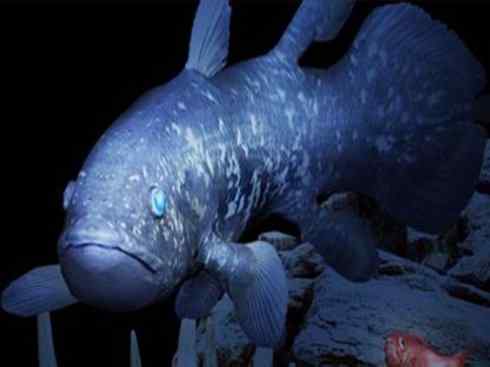 鱼类活化石：矛尾鱼