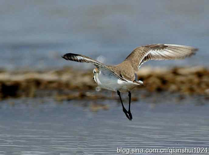 野鸭湖新拍小鸟.环颈鸻