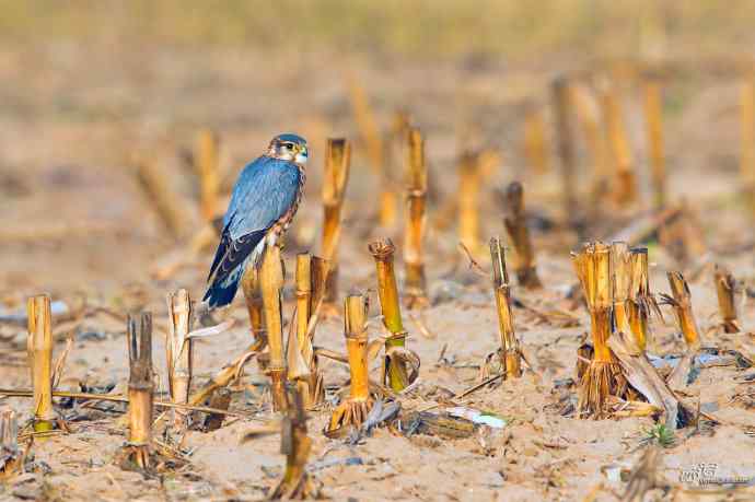 【野鸭湖的鸟】灰背隼 【野鸭湖的鸟】灰背隼