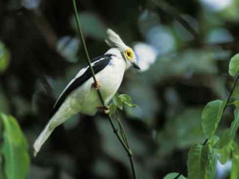 白头鸟系列：另类的美丽6
