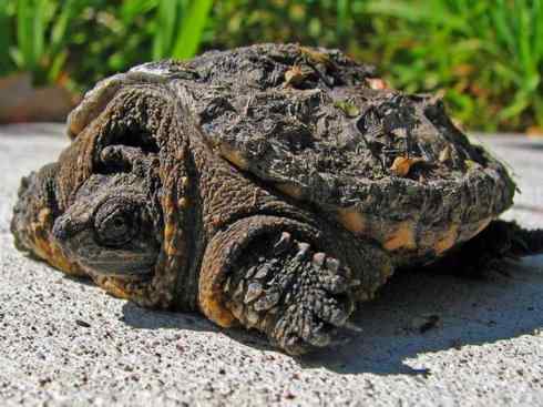 玄武：传说的兽原型探秘（鳄龟）