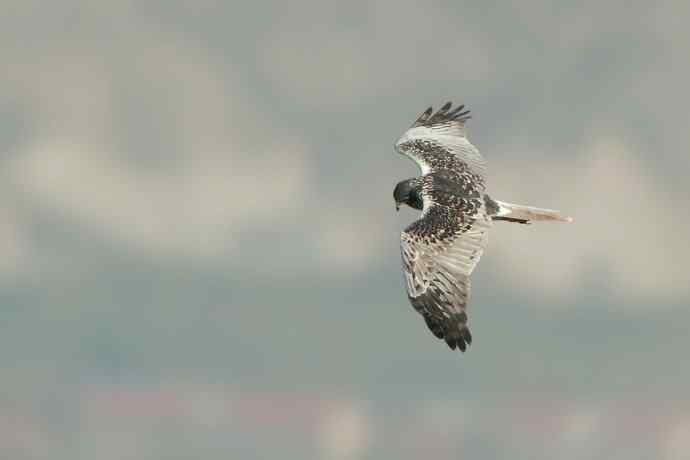 野鸭湖总有意想不到的收获