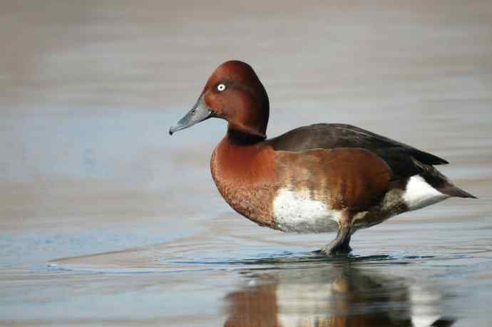 可爱的白眼 可爱的白眼