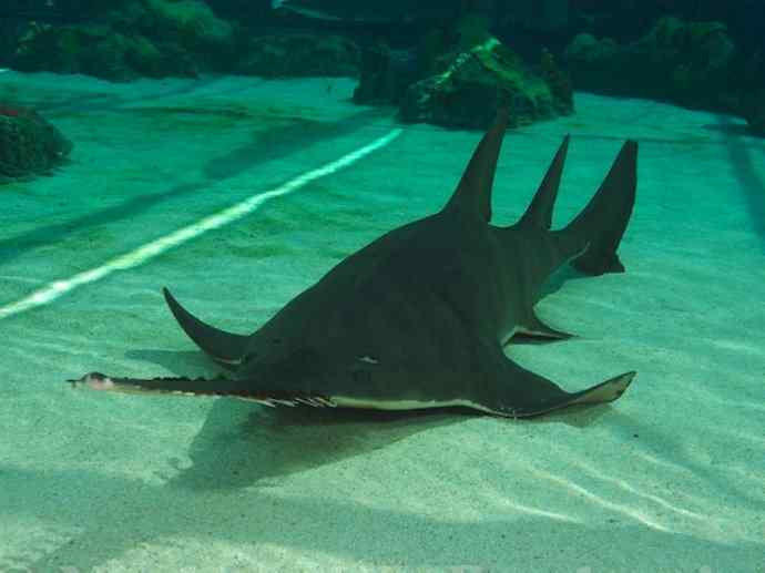 鱼类活化石：锯鳐