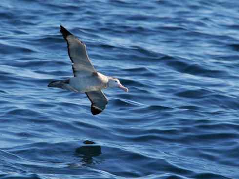 猎奇:奇特的鸟喙之七 猎奇:奇特的鸟喙之七