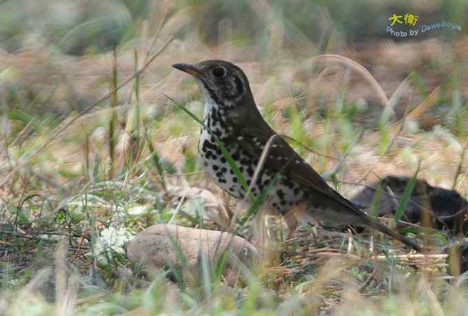 二鸫献寿：虎斑地鸫和宝兴歌鸫