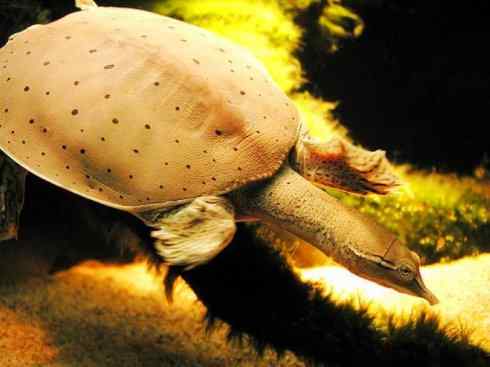 玄武：传说的兽原型探秘（鳖）