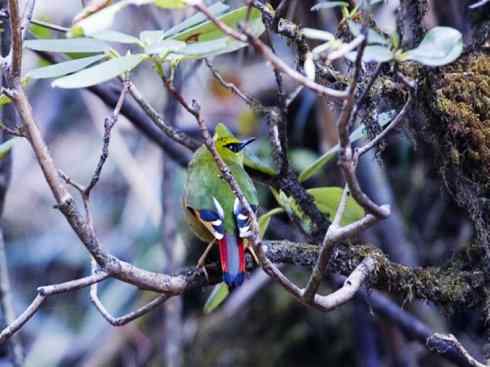美丽无罪：雀鸟之绿鹛