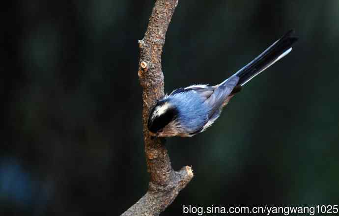 银喉长尾山雀（2）