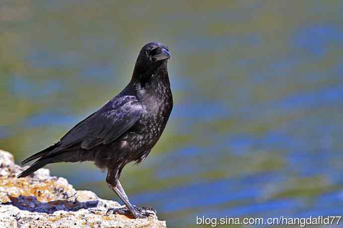 美国鸟类摄影——短嘴鸦