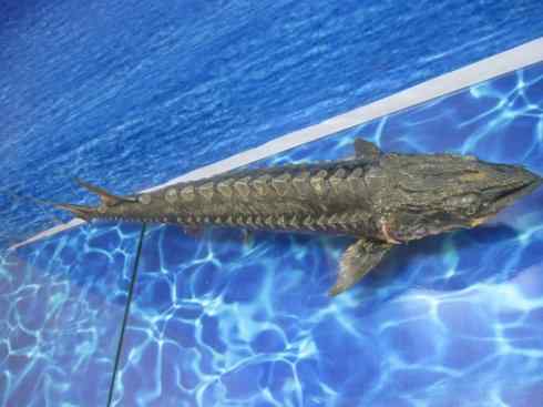 鱼类活化石:中华鲟 鱼类活化石:中华鲟