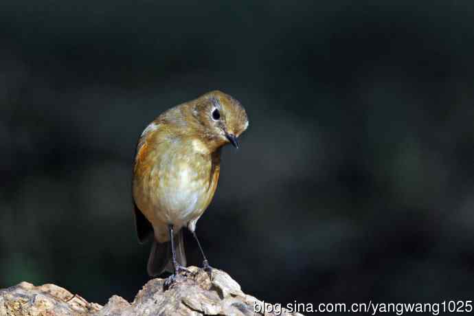 雌性红胁蓝尾鸲（74）