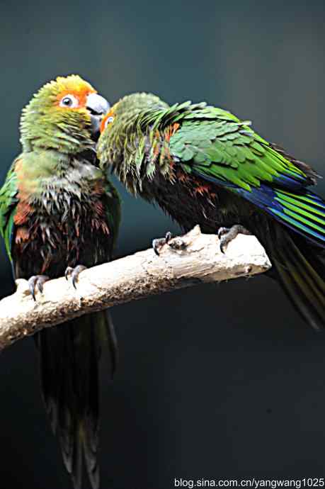 杂片(鸟儿) 杂片(鸟儿)