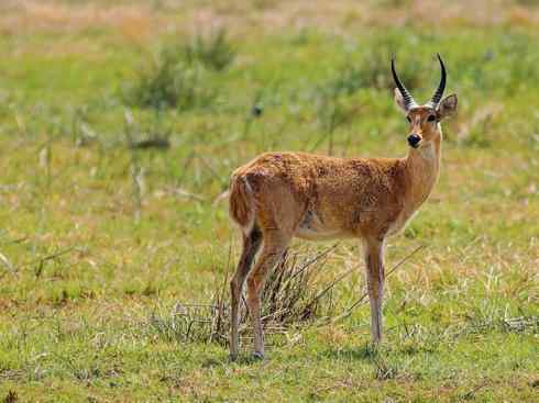 麒麟：传说的兽原型探秘（马羚）