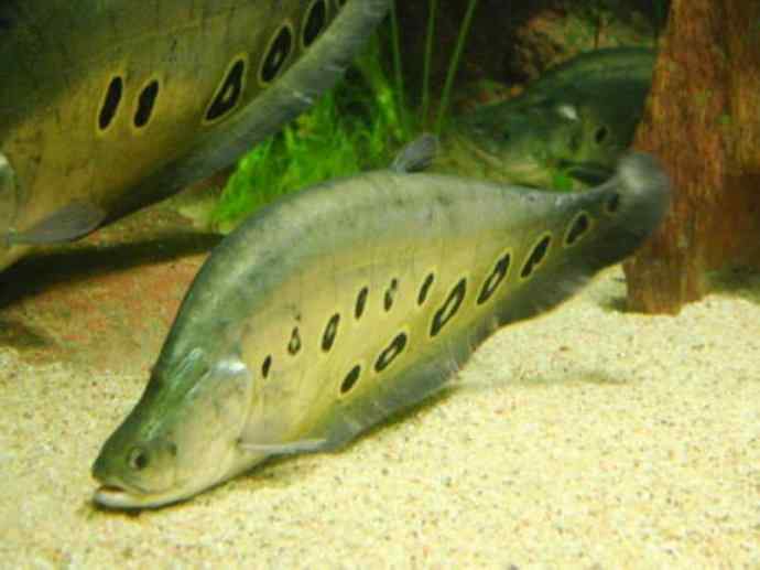 鱼类活化石：铠甲弓背鱼