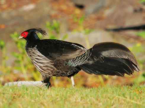 凤凰：传说中的鸟原型探秘（鹇）