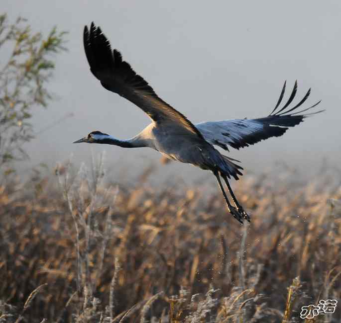 官厅水库&nbsp;wbr路&nbsp;wbr灰鹤