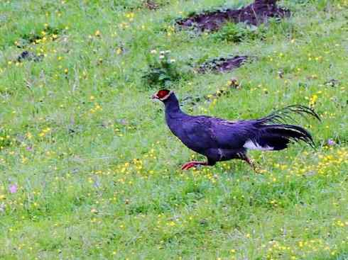 凤凰：传说中的鸟原型探秘（孔雀）