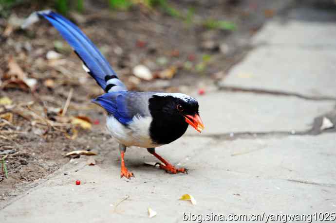红嘴蓝鹊（4）