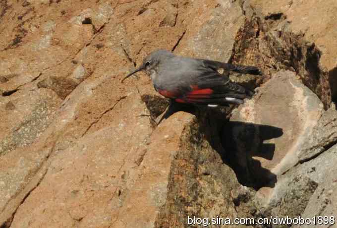 优雅红翅 wbr旋壁山岩